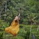 Swing Ubud Jungle